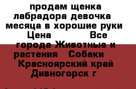 продам щенка лабрадора девочка 2 месяца в хорошие руки › Цена ­ 8 000 - Все города Животные и растения » Собаки   . Красноярский край,Дивногорск г.